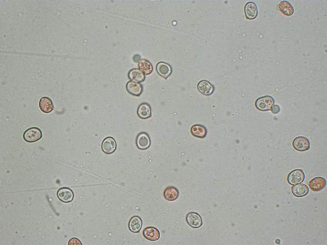 Pluteus mammifer  Romagnesi